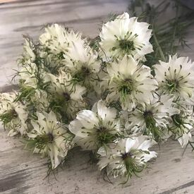 Albion Black Pod, Nigella Seed